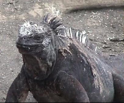 Galapagos Land Iguana