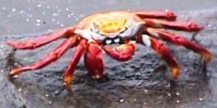 Brilliant red crab
